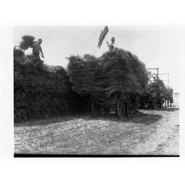Turretfield, Government Stud Farm - Stacking Hay