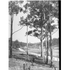 Road at Forest Range