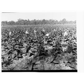 Tobacco being picked by hand