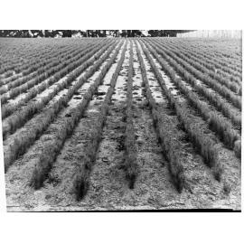 Seedlings in a nursery at Pine Forest