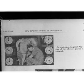 Mastitis Affected Cow Receiving Treatment