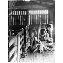 Shearing sheep at Minda Home's Craigburn Farm,  Blackwood