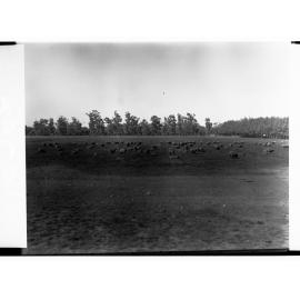 Sheep on a Farm at Islington