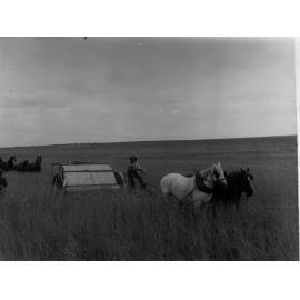 Stripper at work in wheat fields at Pinnaroo