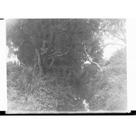 On the Torrens River Near Fulham