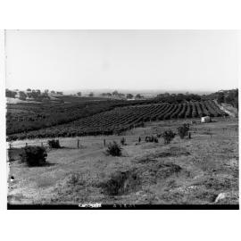 Angaston Orchard