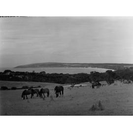 Draught horses at Emu Bay, Kangaroo Island