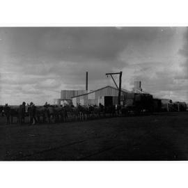 Donkey team carting wool at Wooltana Sheep Station
