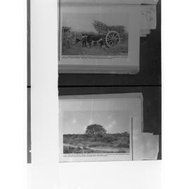 Cows Pulling Cart with Wood