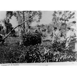 Men Weighing Leaves, Probably Tobacco