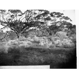 Giant Mallee Seen on the Elder Expedition