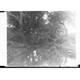 Torrens River Near Fulham