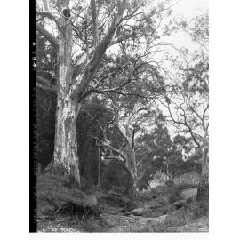 Bush View at Williamstown