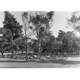 Sheep in East Parklands