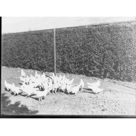 Chickens housed in coops