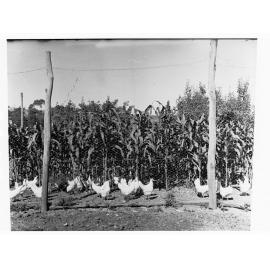 Urrbrae Agricultural College showing chickens in an enclosure