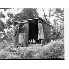 Oakbank Area School Teachers Looking at Chickens