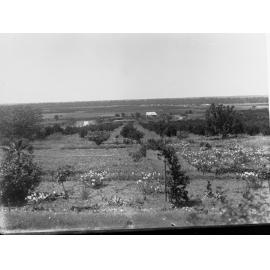 Orchard and Farm House at Berri