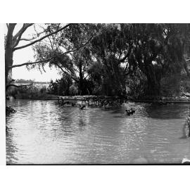 Farm Pond at Willunga