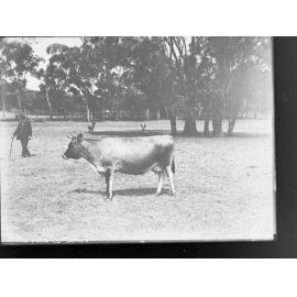 Man and cow in paddock