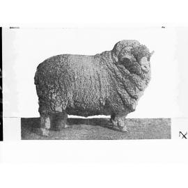 Picture of a Ram