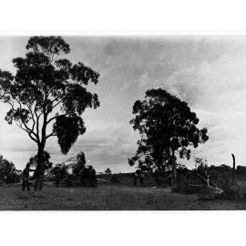 Tree felling at Minda Home's Craigburn Farm, 1920s