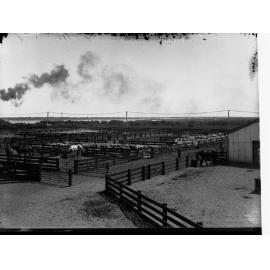 Sheep Yards at Port Adelaide Export Department