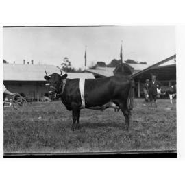 Cattle at Royal Adelaide Show