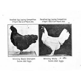 Parafield Egg Laying Competition 1 April 1932 to 31 March 1933 - pictures of the two winning hens