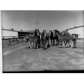 Mare and Foal Draughthorses in a Yard at Roseworthy College