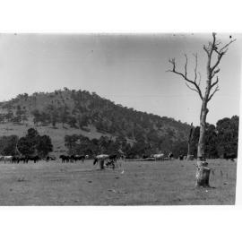 Mount Crawford showing cattle grazing