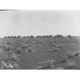Camel train crossing Nullarbor Plain