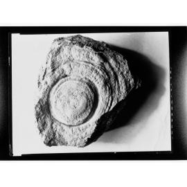Fossil from Ediacara