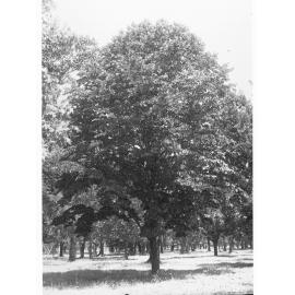 Pittosporum Undulatum, Botanic Gardens