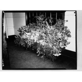 National Flower Day Festival held in Adelaide on the 21st September 1949