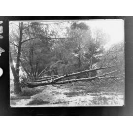 Botanic Park taken after storm 17 July 1916