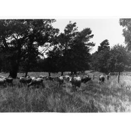 Cows grazing in a paddock (Mr Cowan's Jersey herd, Dalebank, Blakiston)