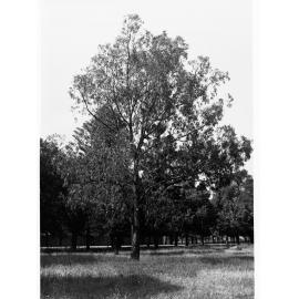 Erythrina Corallodenron Botanic Gardens