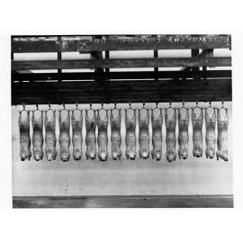 Roseworthy College showing carcases