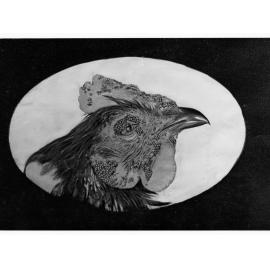 Chicken Infested With Disease