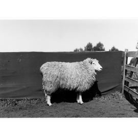Sheep at Roseworthy