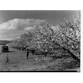 Almond Blossom Trees