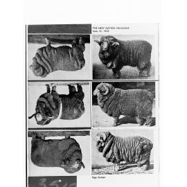 Sheep from Argentina - six photographs on negative (from page 16, "The New Nation Magazine", June 15 1935)