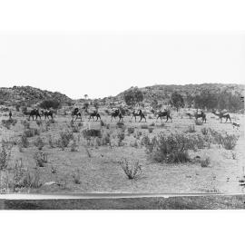 Undoolya Station, MacDonnell Ranges,  Northern Territory (shows cattle and camels)