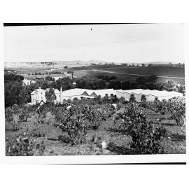 Winery and surrounding vineyard - Seppeltsfield