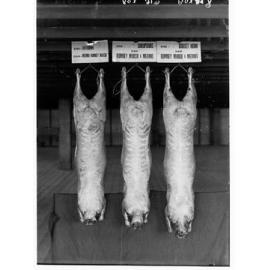 Carcasses hanging in a cool room - Agricultural Department
