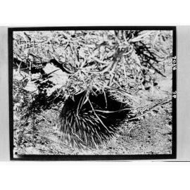 Porcupine at the Adelaide Zoo