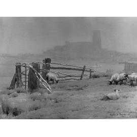 Sheep in field - painting by Gustave A Barnes