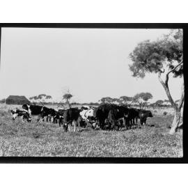 Whyalla - cows grazing