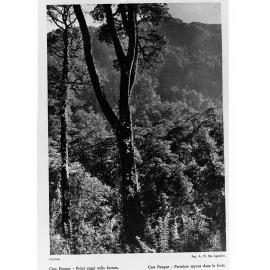 Gasa Pangue First Rays in the Forest